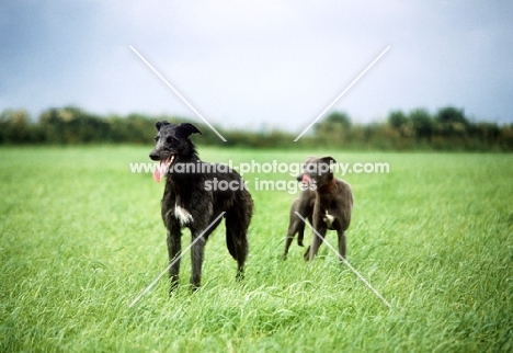 rough and smooth coated lurchers standing in a field