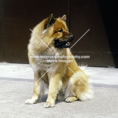 eurasier eurasier from vom eckertschofchen, sitting on a path