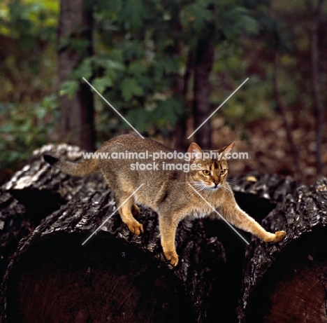 abyssinian cat on logs in canada