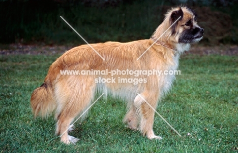 abbie, undocked pyrenean sheepdog