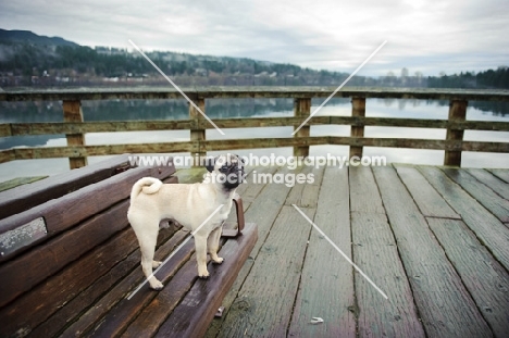 fawn Pug on decking
