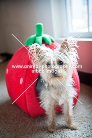 yorkshire terrier standing in strawberry-shaped dog bed
