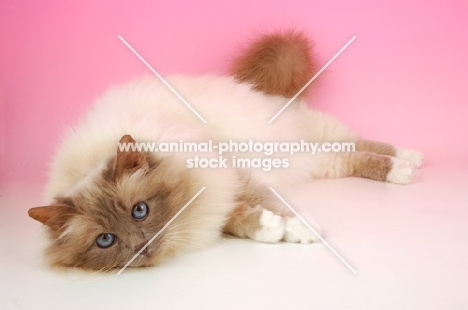 Lilac point Birman cat