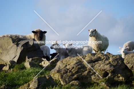 Suffolk and Scottish mule ewes with crossbred lambs
