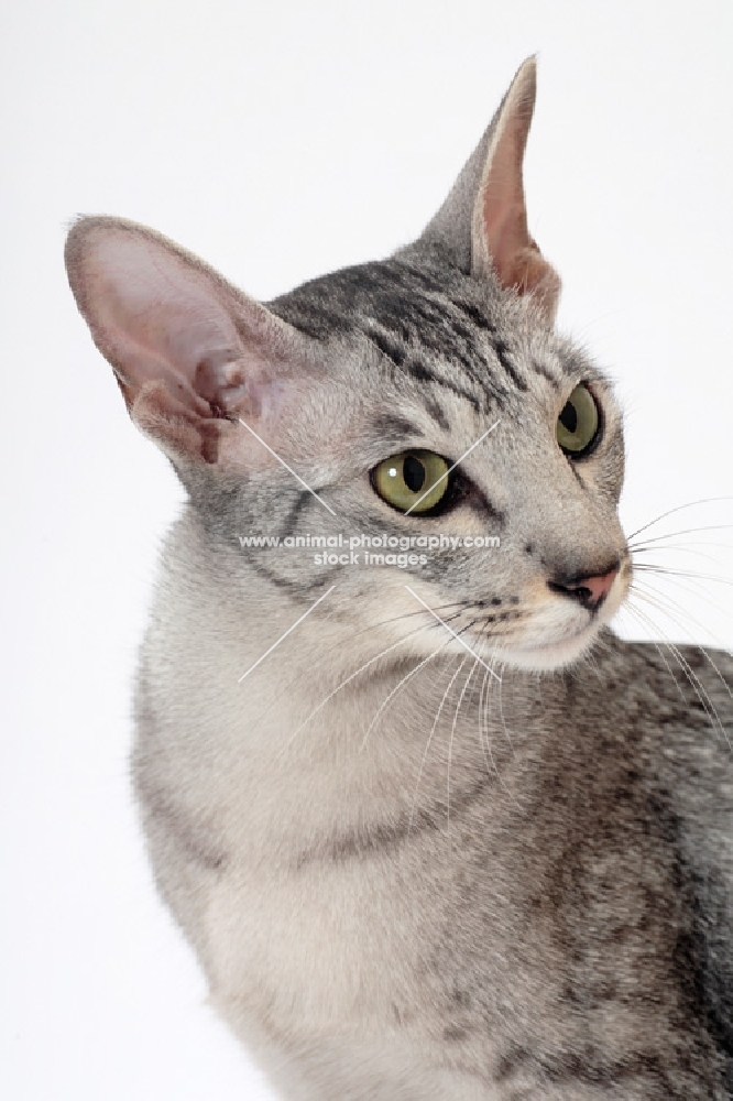 Oriental Shorthair portrait, Silver Spotted Tabby