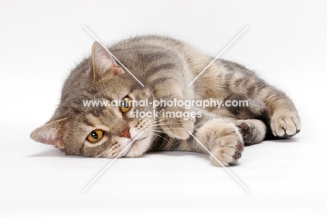 Blue Classic Tabby American Shorthair cat resting on white background