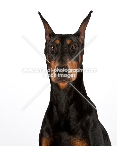 Dobermann in studio, front view