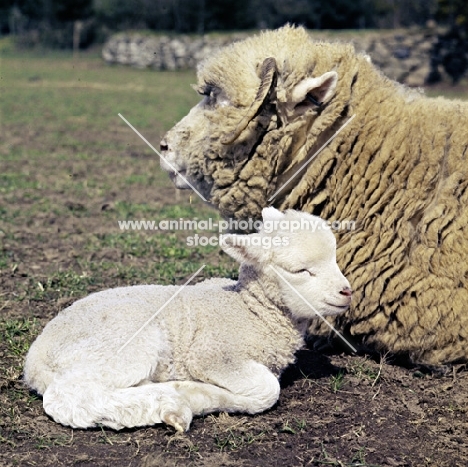 dorset ewe and lamb lying down