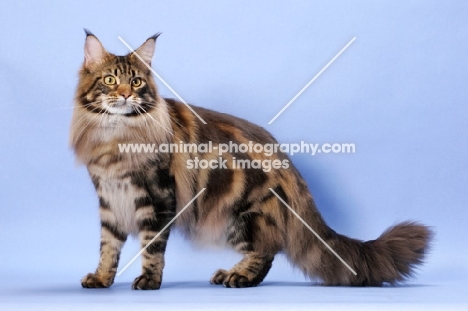 Brown Classic Tabby Maine Coon cat