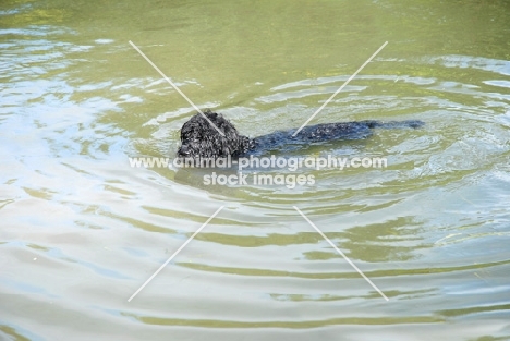 young labradoodle swimming