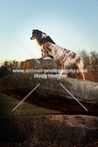 Australian Shepherd Dogs on rock