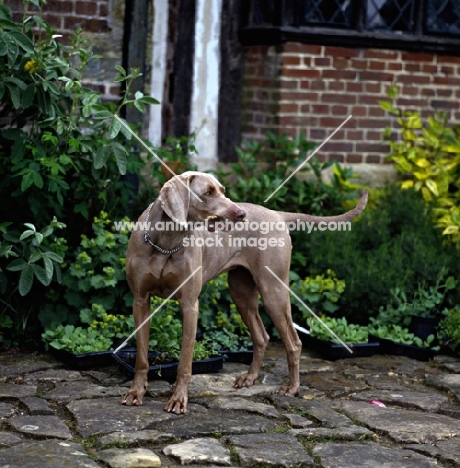 weimaraner carrying stick 