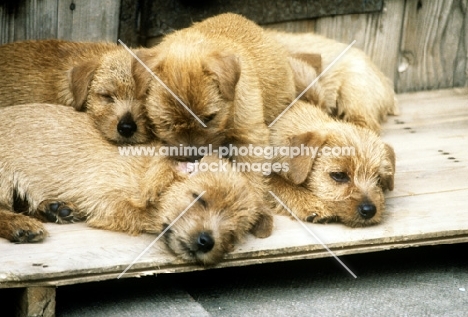 norfolk terrier puppies from nanfan kennels, one cleaning another's ear