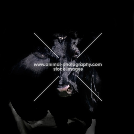 holstein friesian cow on black background