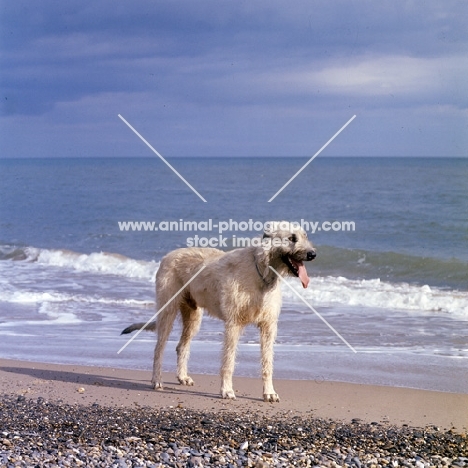 ballykelly torram,  irish wolfhound near sea