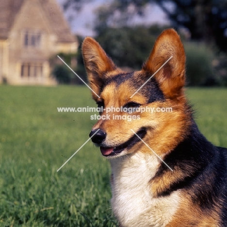 ch wey blackmint  pembroke corgi  portrait