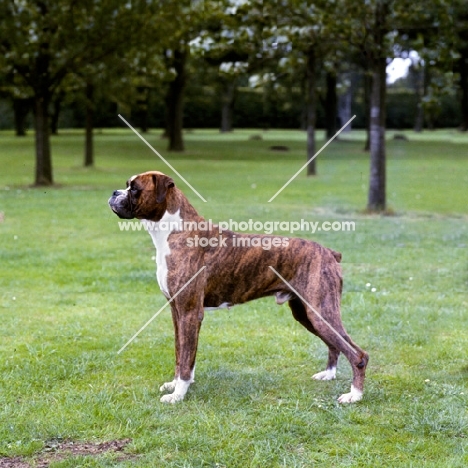 boxer posed on grass