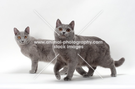 two chartreux cats