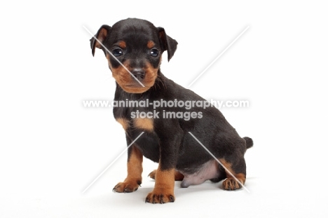 Miniature Pinscher puppy sitting on white background