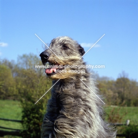 am ch cruachan barbaree olympian, deerhound head portrait