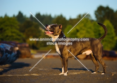 American Staffordshire Terrier side view