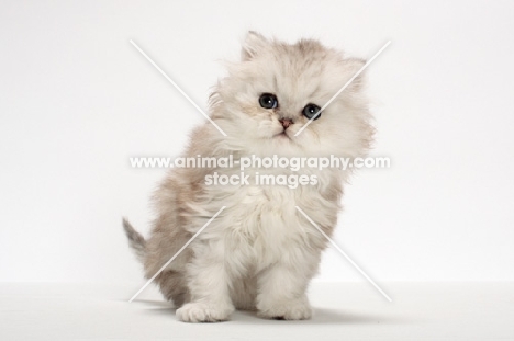 Chinchilla Silver Persian kitten in studio