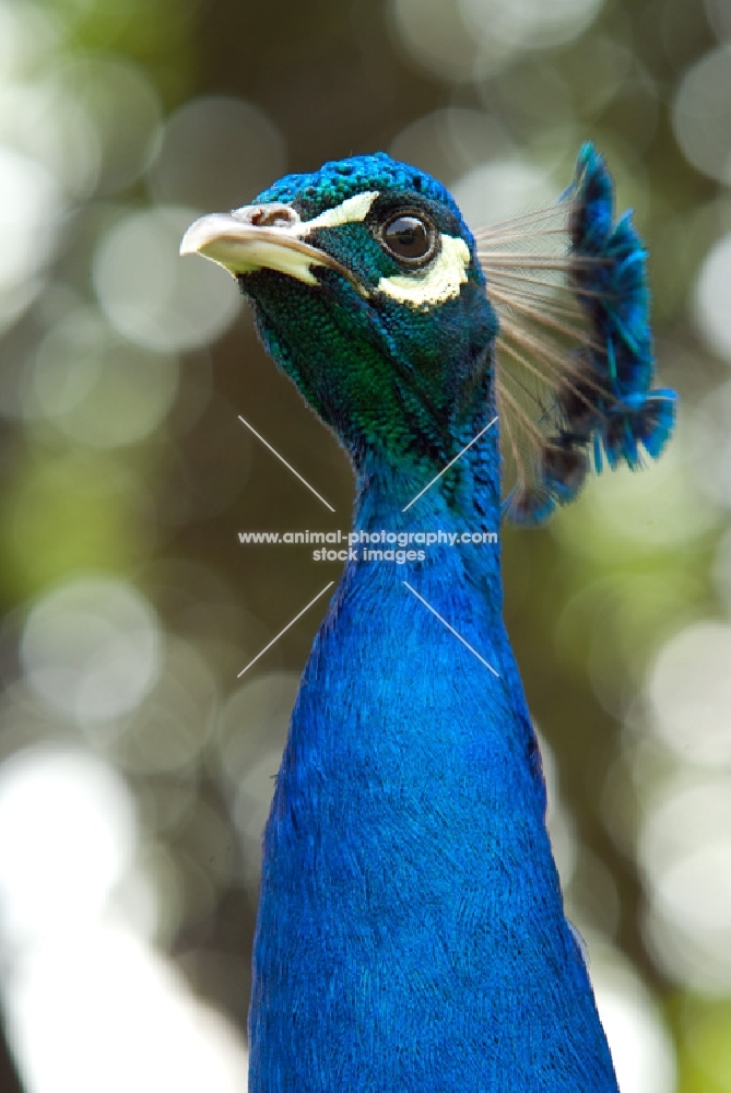 peacock portrait