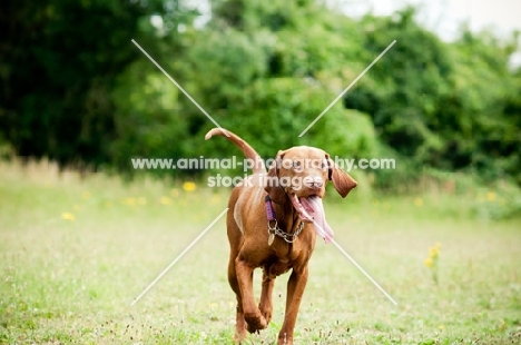 Hungarian Vizsla running towards camera