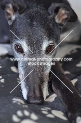 greyhound, ex racer, all photographer's profit from this image go to greyhound charities and rescue organisations