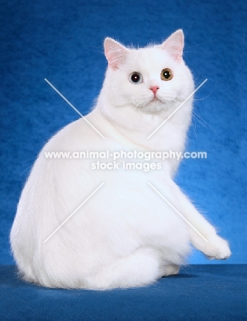 white Cymric cat