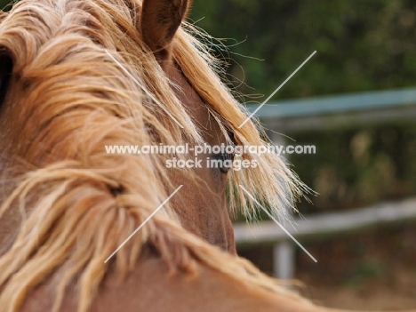 Welsh Cob (section d) close up