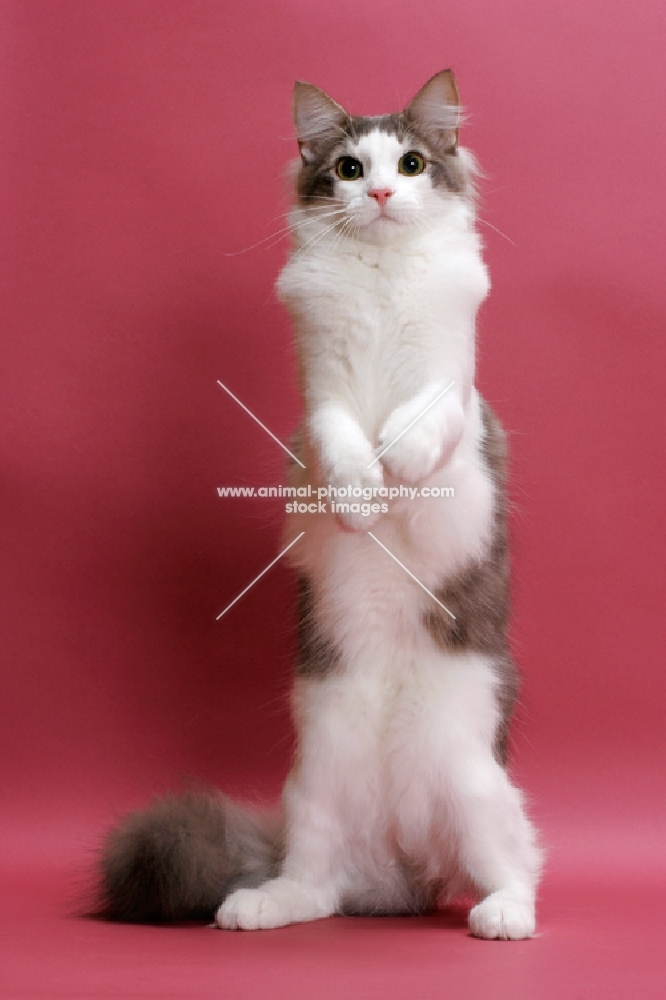 Norwegian Forest Cat standing up, blue classic tabby & white colour