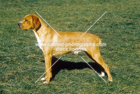 Portuguese Pointer, posed