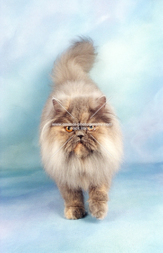 blue cream smoke Persian, front view