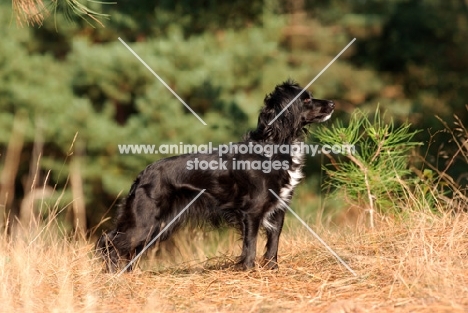 Markiesje (aka Dutch Tulip Hound)