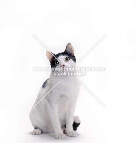 Brazilian Shorthair sitting on white background