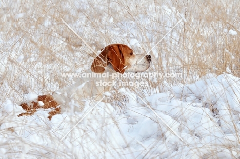 Pointer looking out