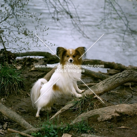 am, can ch donwen's razzle dazzle, papillon standing up on branch