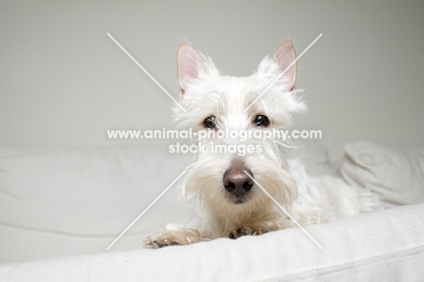 wheaten Scottish Terrier puppy on sofa.