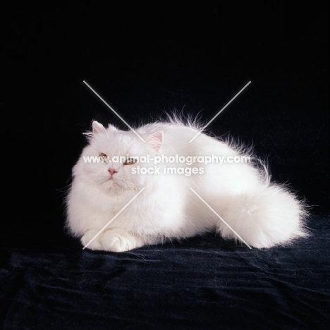 orange eyed white cat on black background