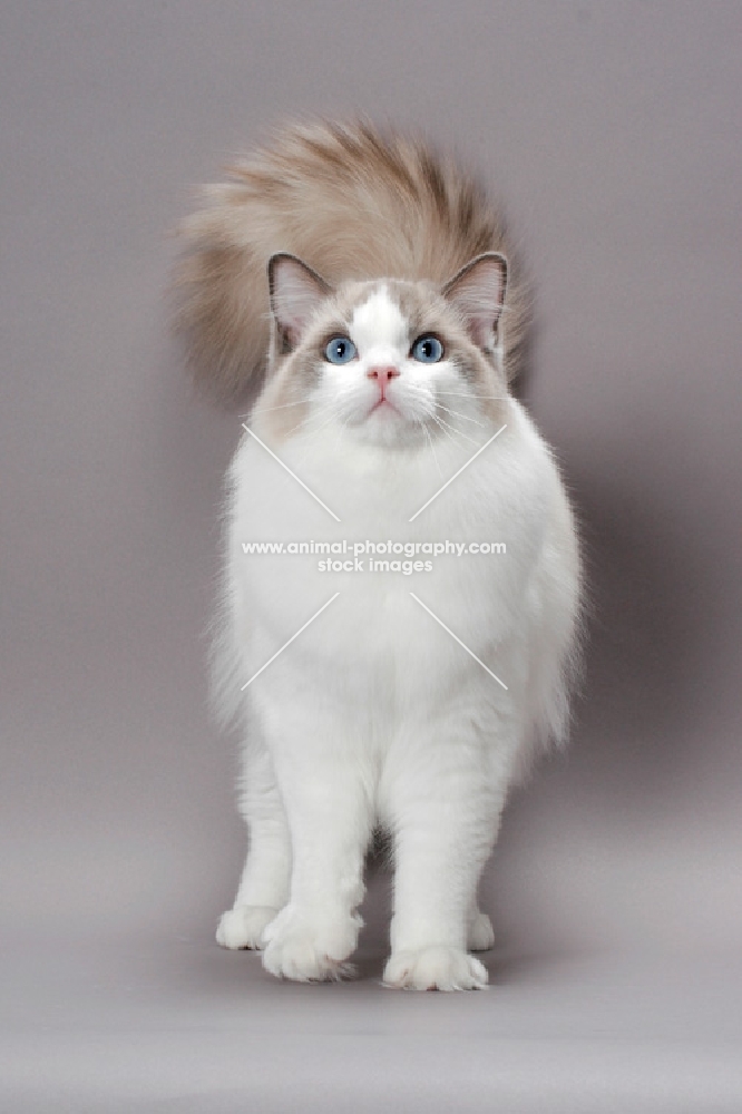 elegant blue point bi-colour Ragdoll on grey background