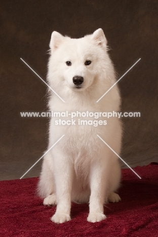 young Samoyed in studio