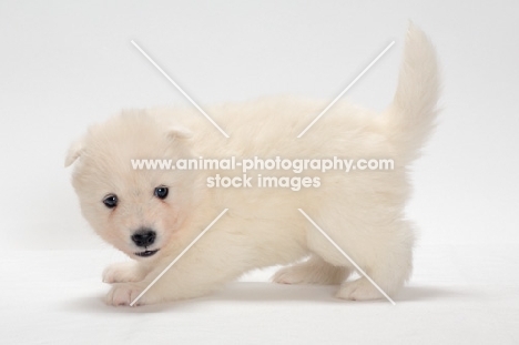 playful Samoyed puppy