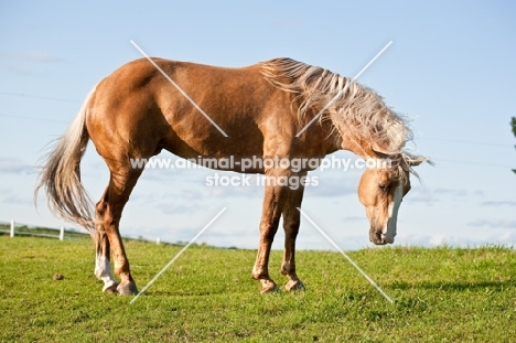 Palomino Quarter horse side view