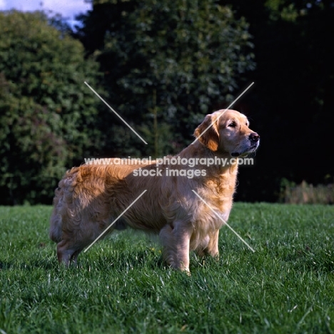 champion golden retriever standing on grass