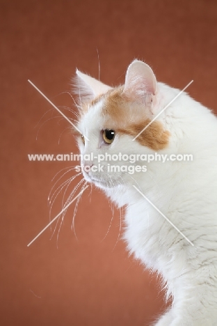 Turkish Van