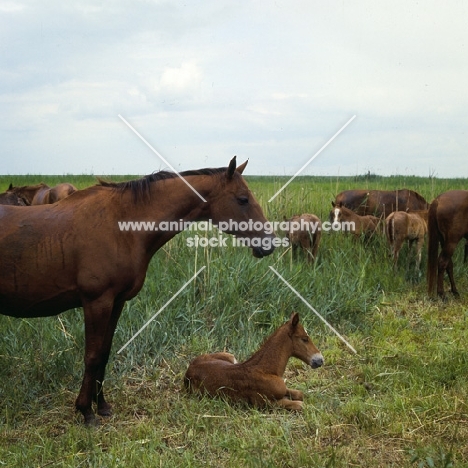 Don mare and foal in taboon on Steppes, Russia, 
