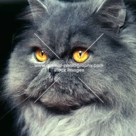 long hair blue cat portrait