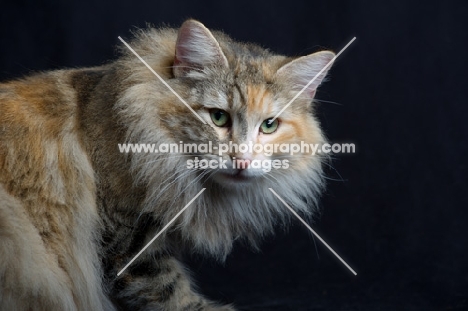 Portrait of champion Kronangens Lucia looking towards camera, studio shot with black background