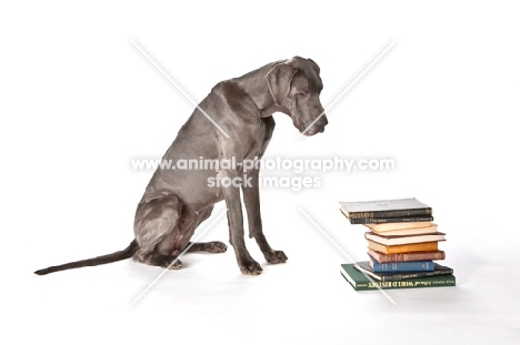 great dane with books